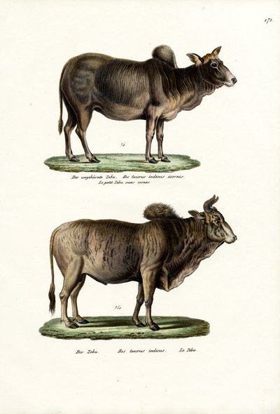 Zebus, 1824 von Karl Joseph Brodtmann